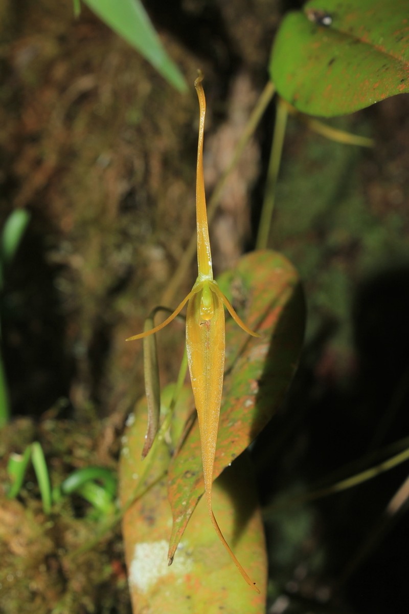 Barbosella prorepens photo 7