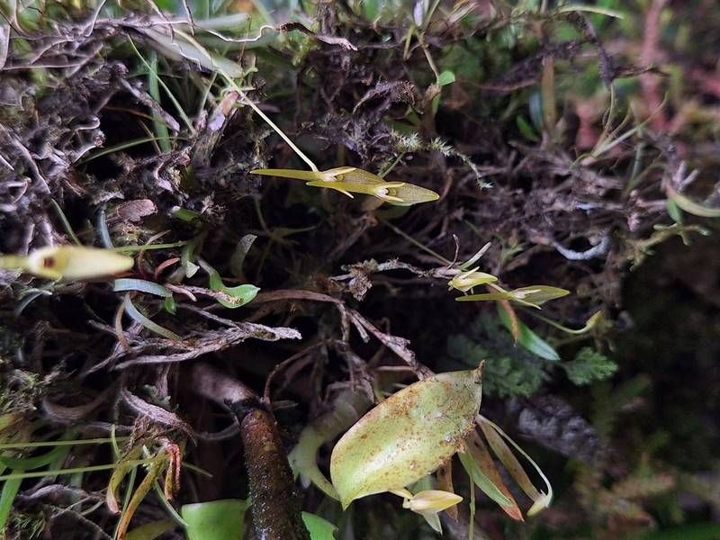 Barbosella prorepens photo 8