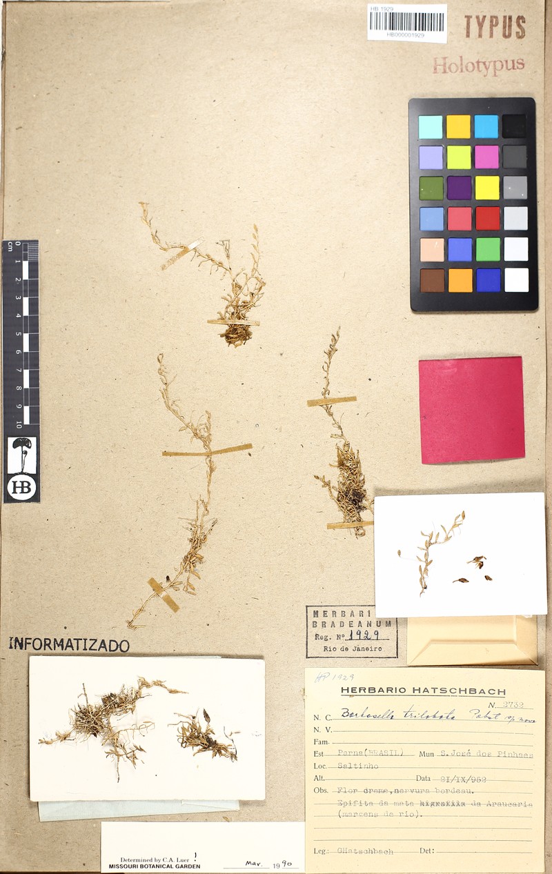 Barbosella trilobata