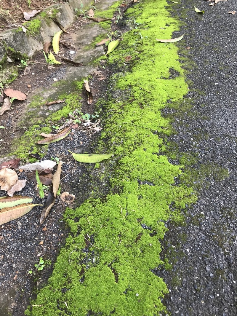Barbula Moss