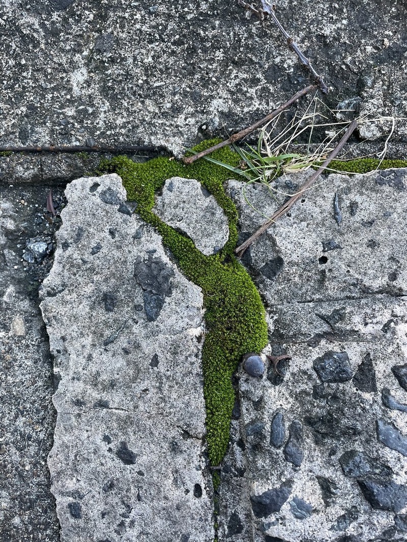 Barbula Moss photo 2