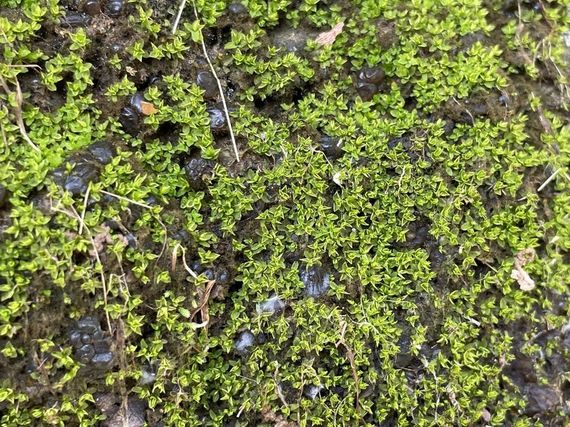 Barbula Moss photo 3