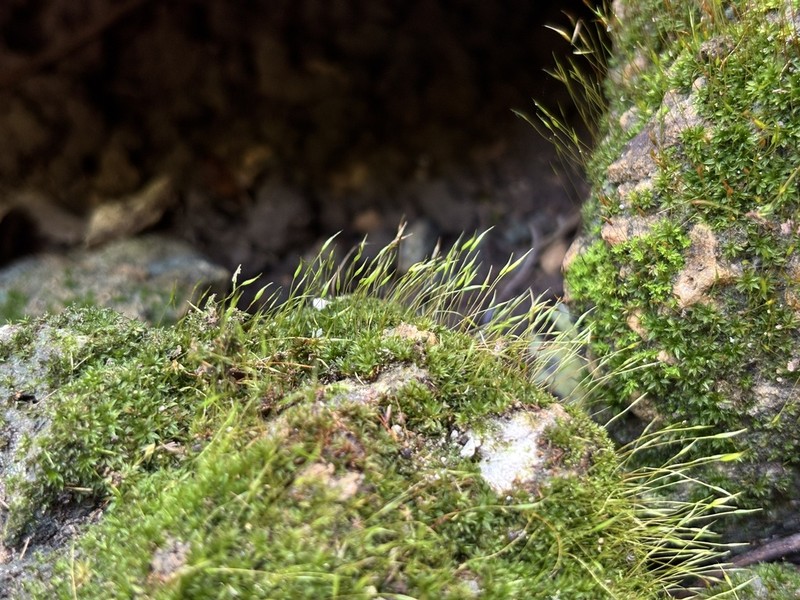 Barbula Moss photo 4