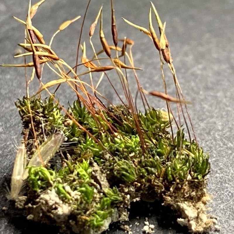 Barbula Moss photo 5