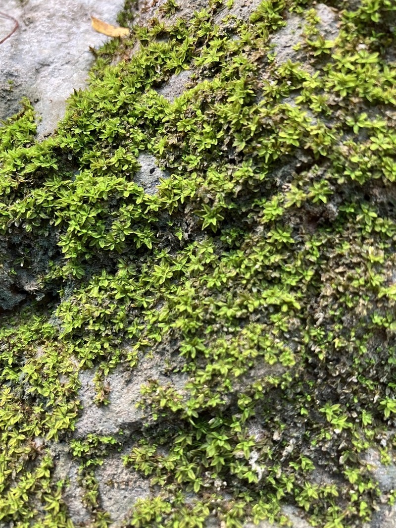 Barbula Moss photo 6
