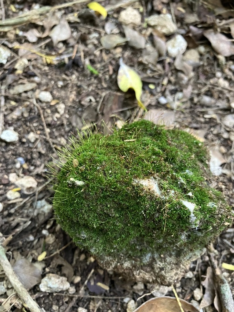 Barbula Moss photo 7