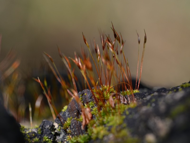 Barbula Moss photo 8
