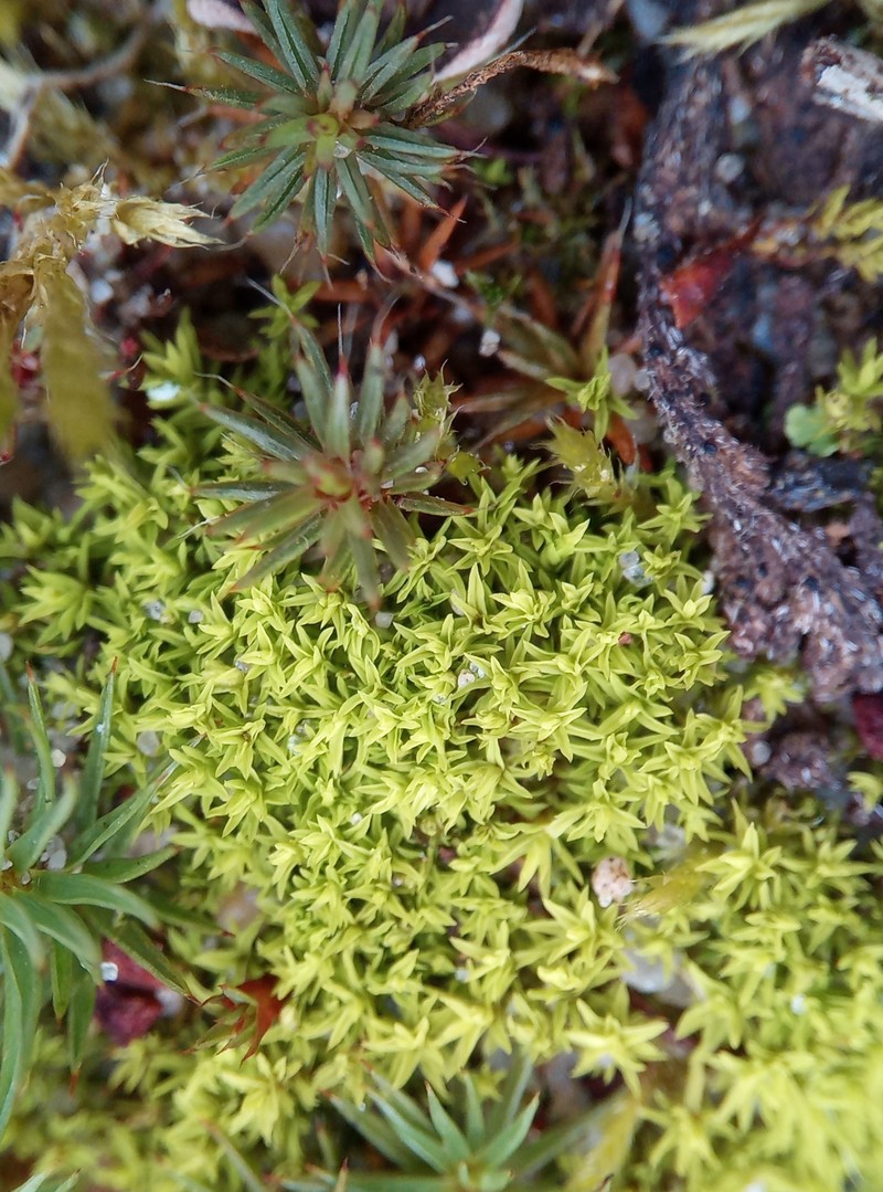 Convoluted Barbula Moss