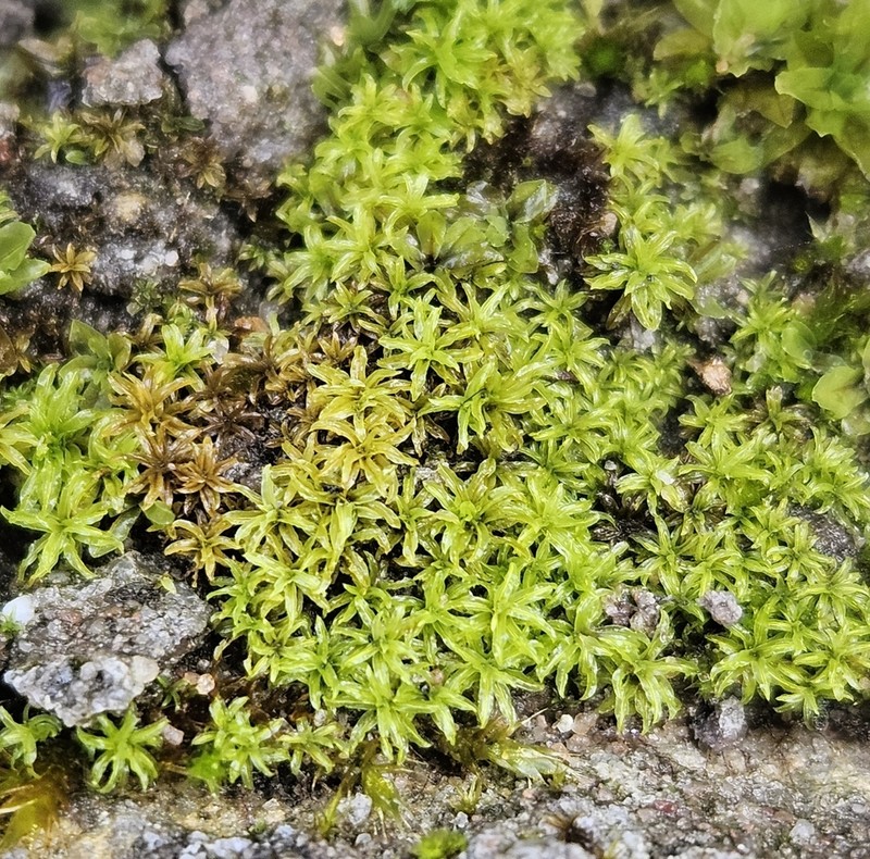 Convoluted Barbula Moss