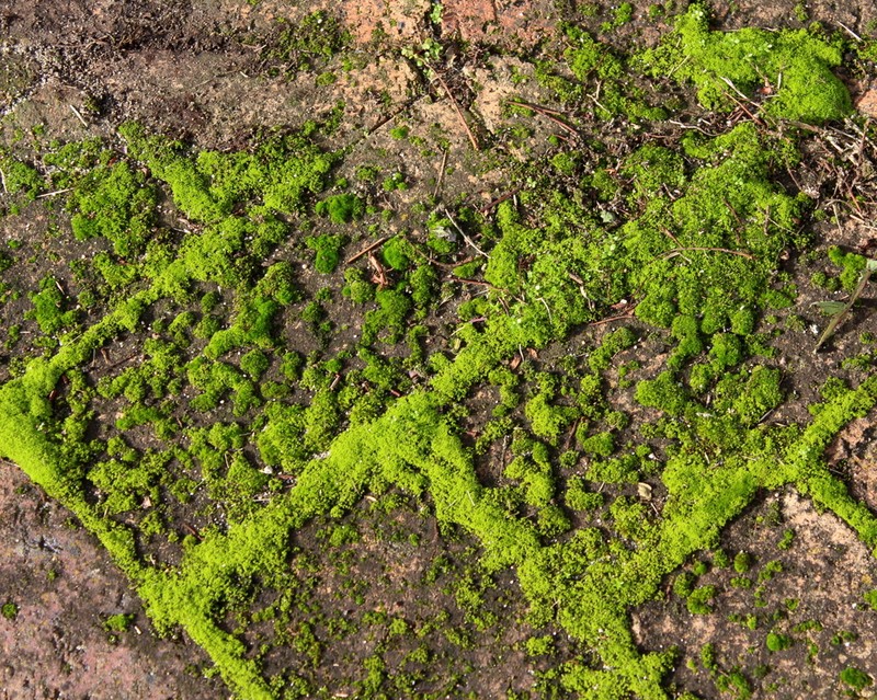 Convoluted Barbula Moss photo 2