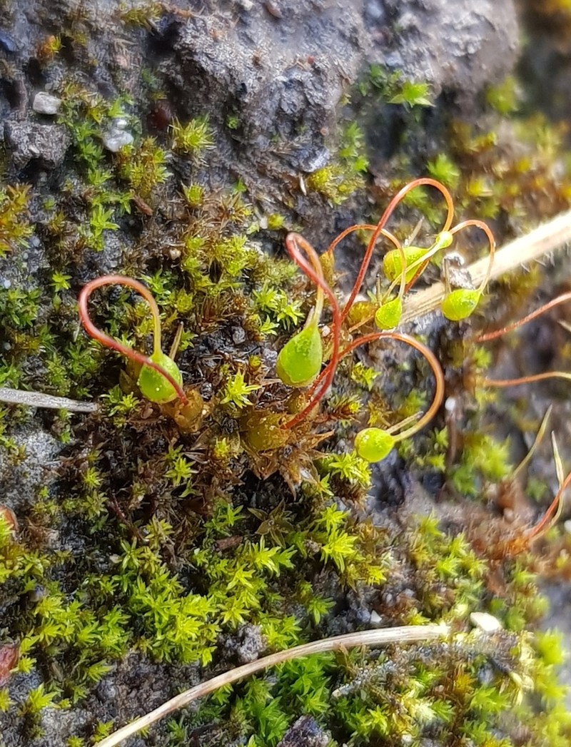 Convoluted Barbula Moss photo 3