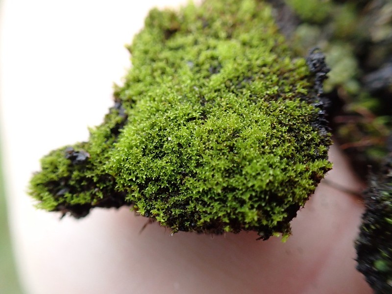 Convoluted Barbula Moss photo 4