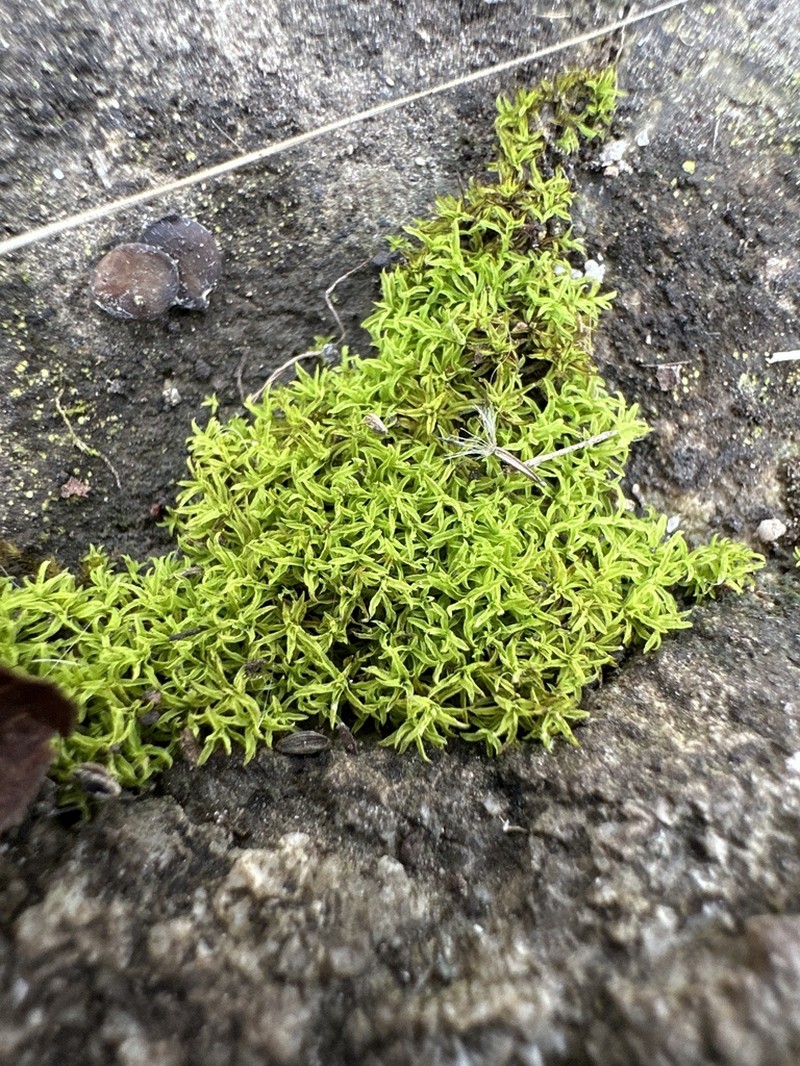 Convoluted Barbula Moss photo 5