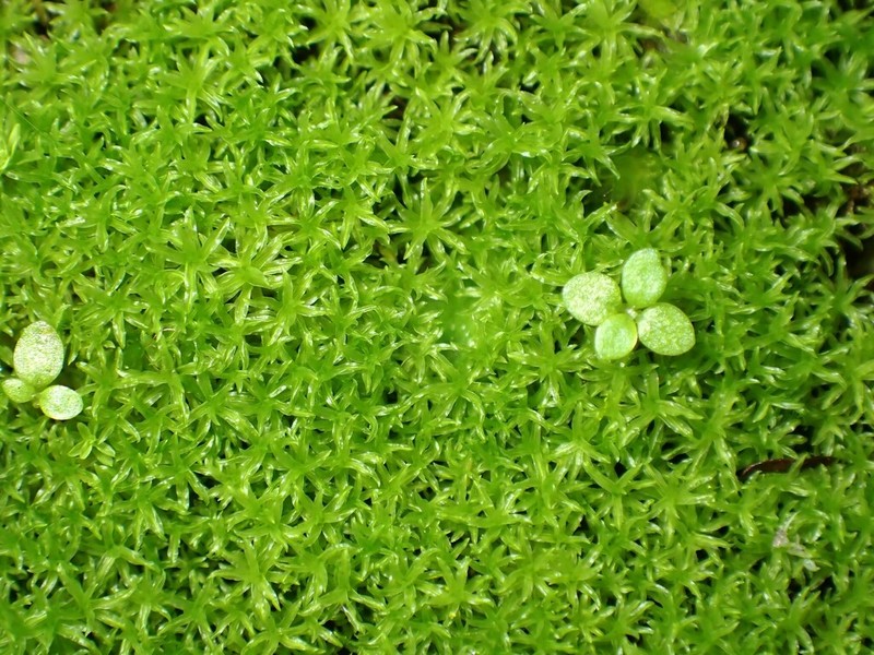 Convoluted Barbula Moss photo 6