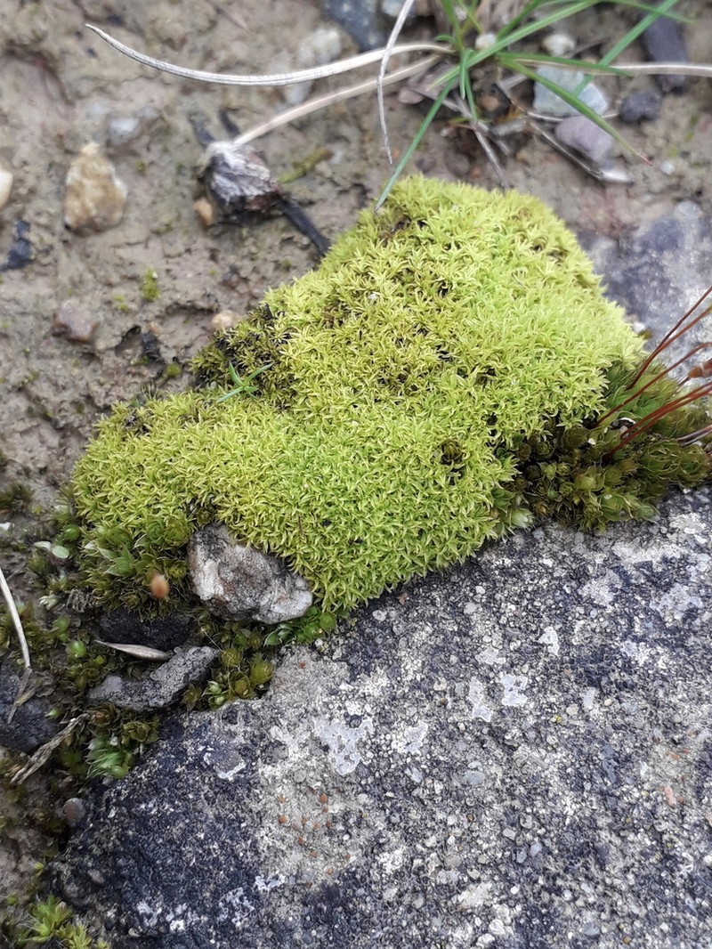Convoluted Barbula Moss photo 7
