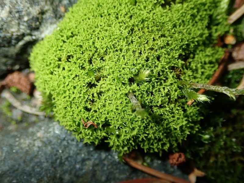 Convoluted Barbula Moss photo 8