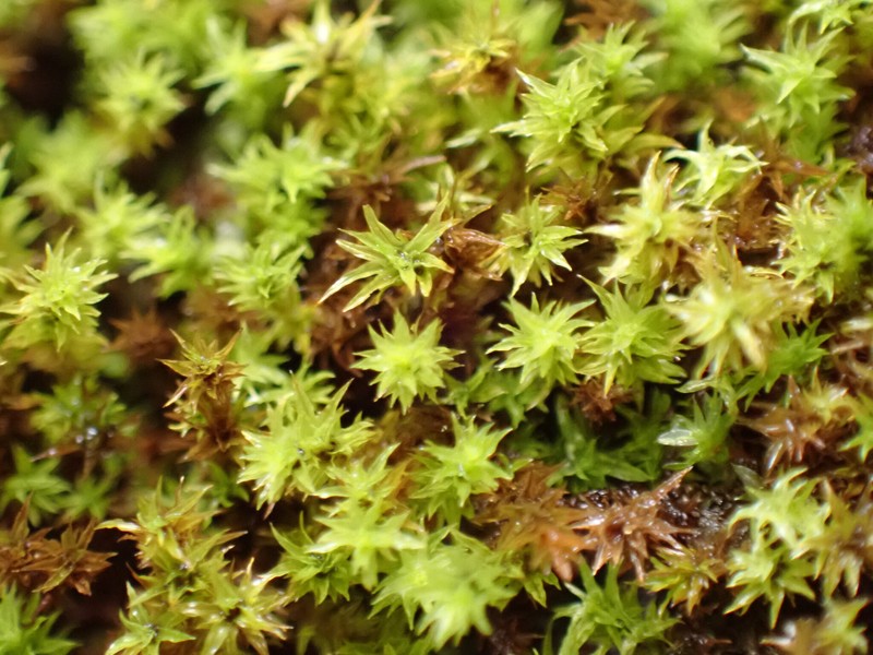 Barbula Moss