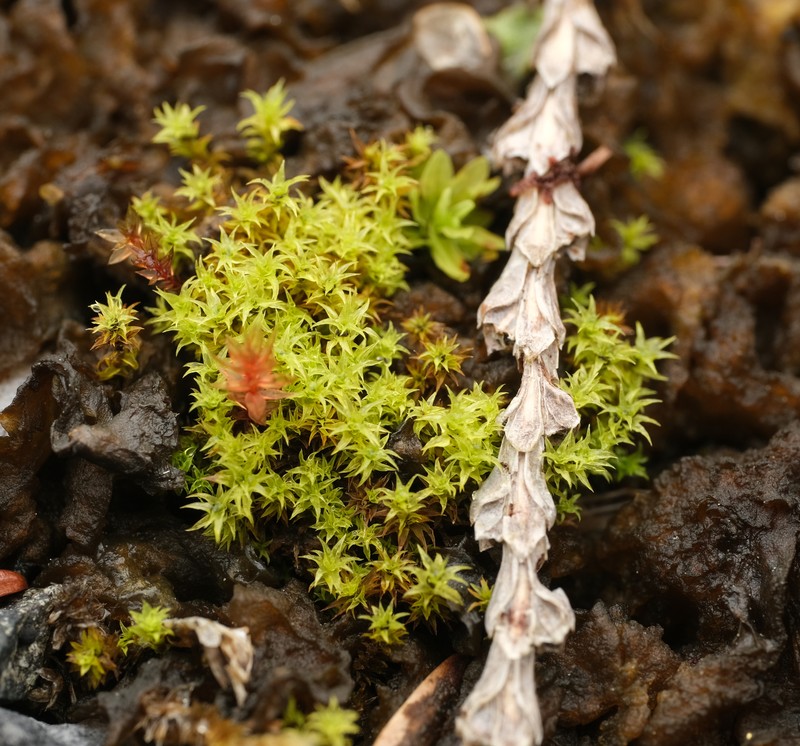 Barbula Moss photo 2