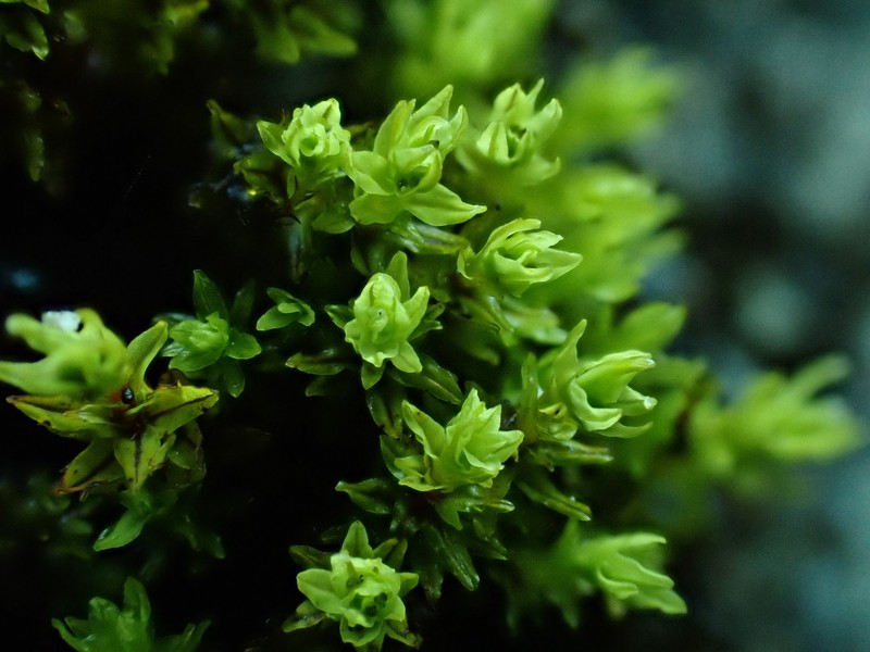 Barbula Moss photo 3