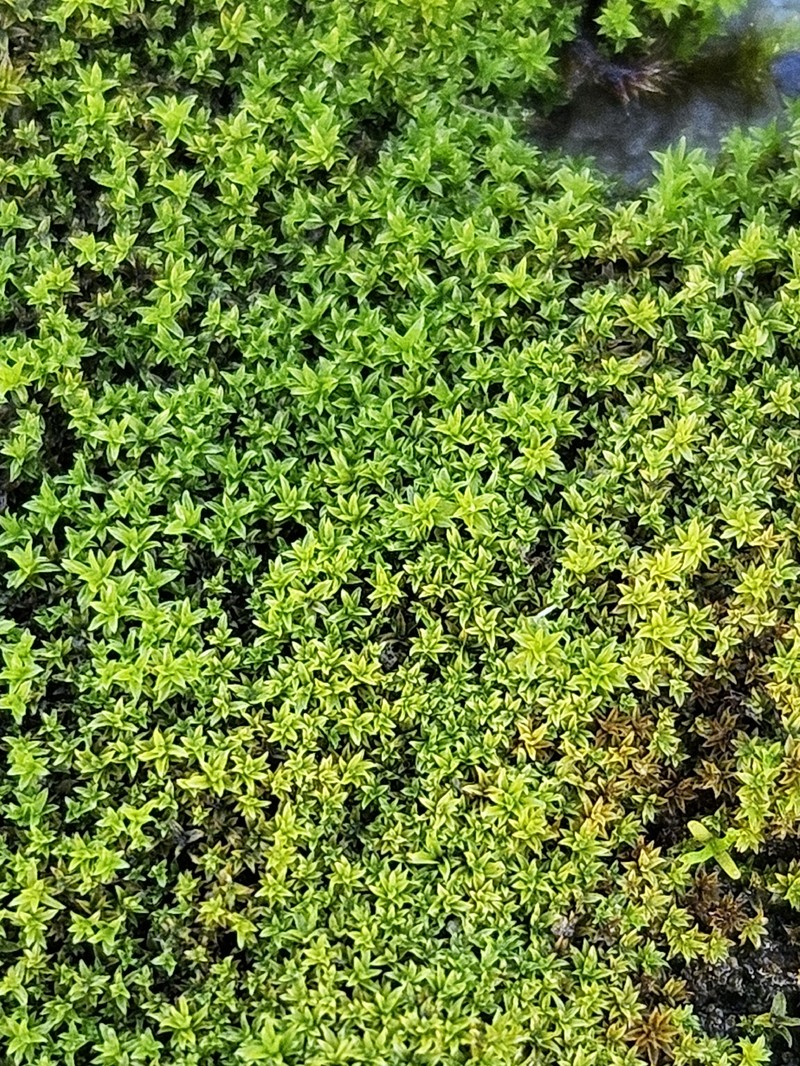Barbula Moss