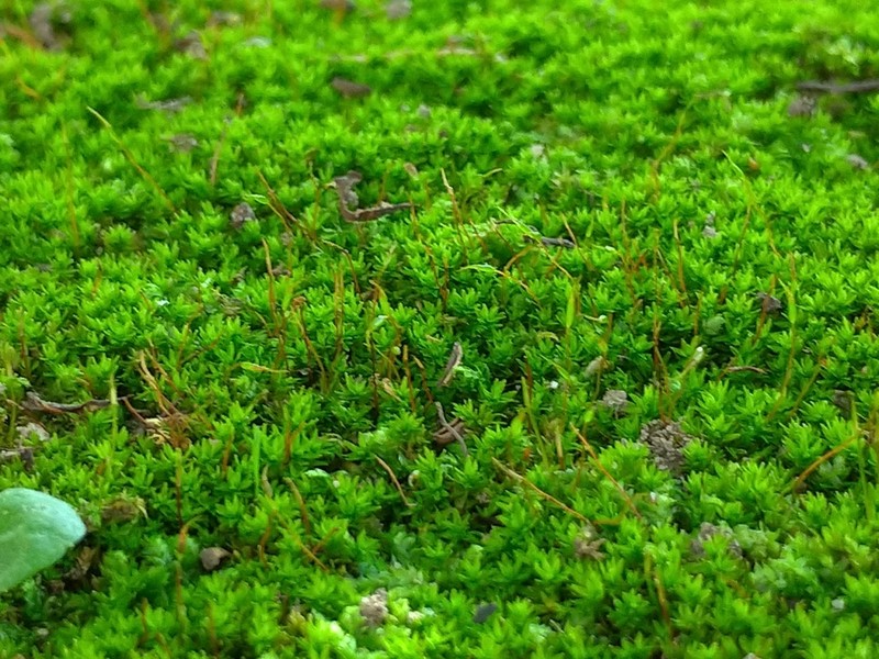 Barbula Moss