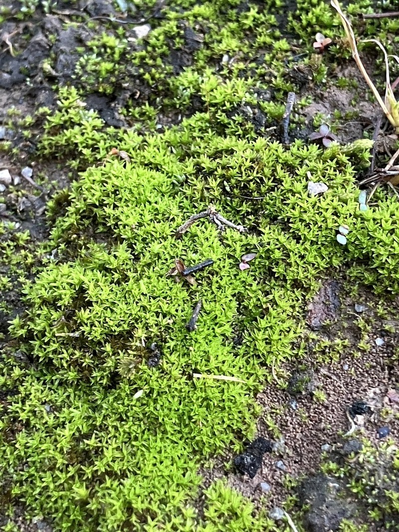 Barbula Moss photo 2