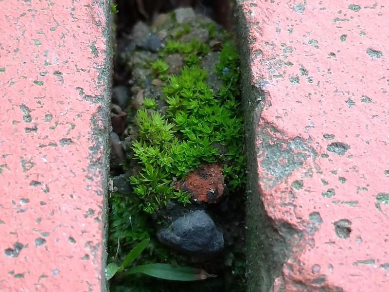 Barbula Moss photo 3