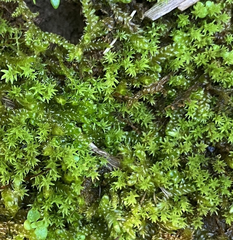 Barbula Moss photo 4