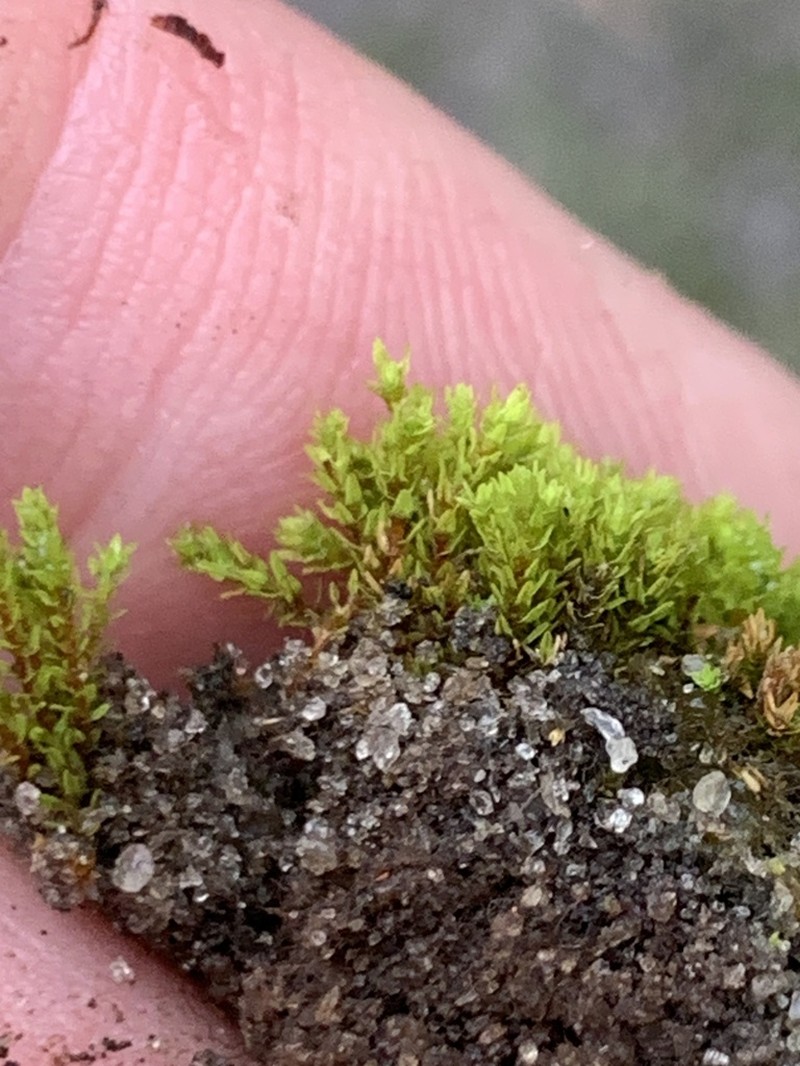 Barbula Moss photo 5