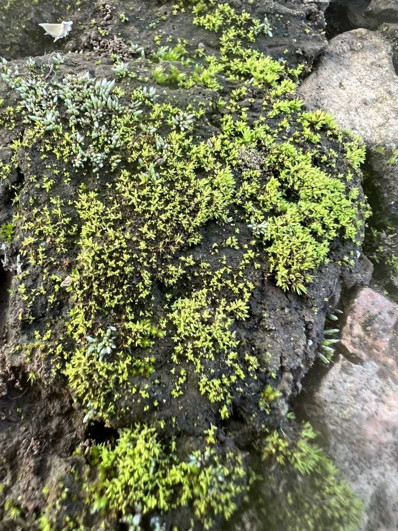 Barbula Moss photo 6