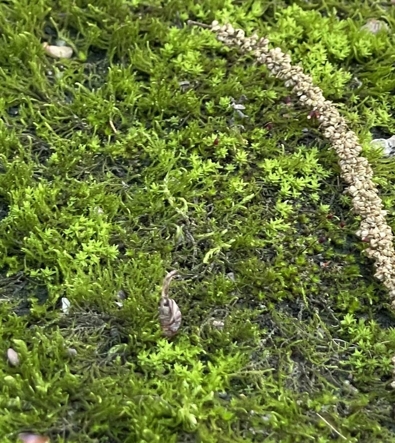 Barbula Moss photo 7