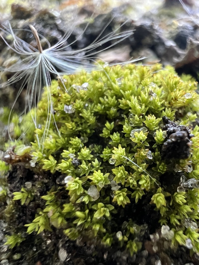 Barbula Moss photo 8