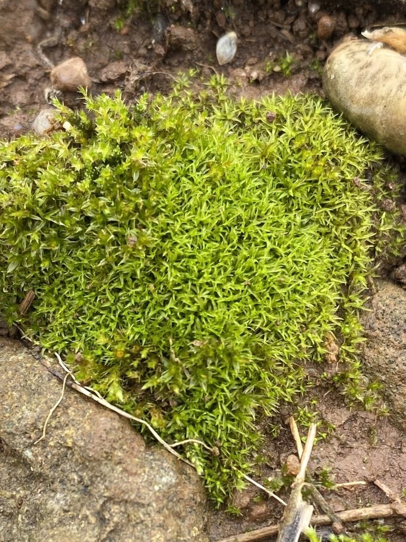 Barbula Moss photo 2