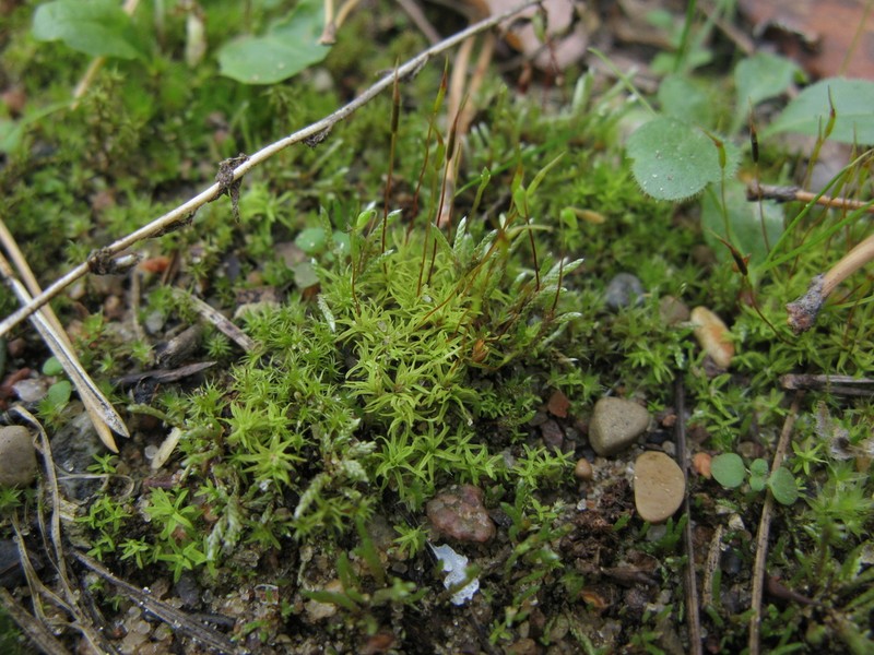 Barbula Moss photo 3