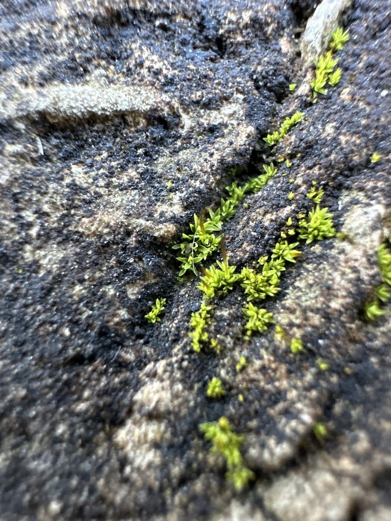 Barbula Moss photo 4