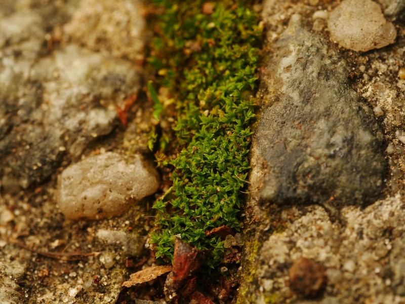 Barbula Moss photo 5