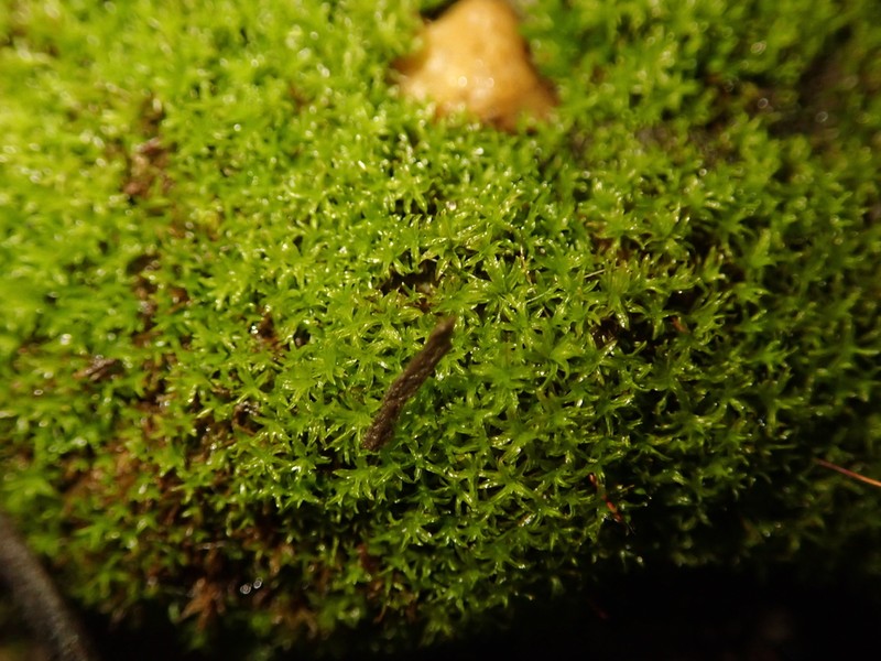 Barbula Moss photo 6