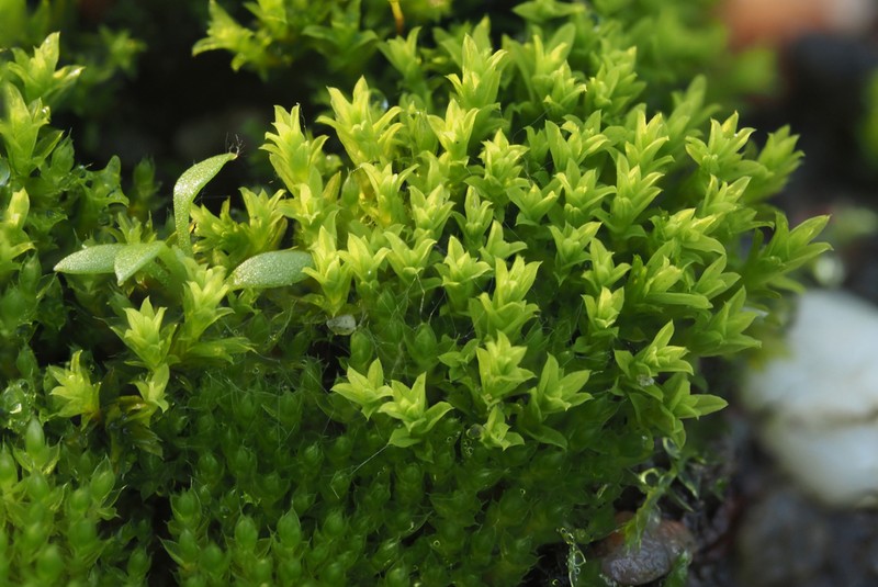 Barbula Moss photo 7