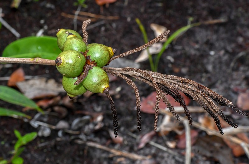 Barcella odora