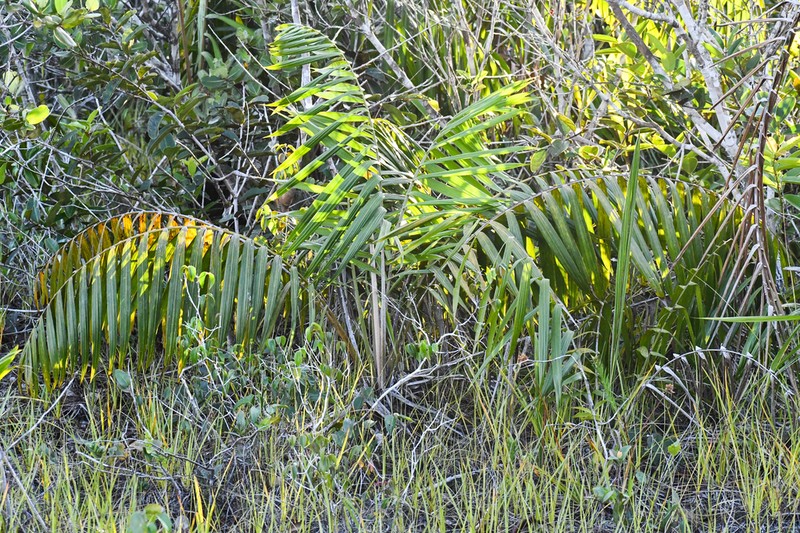 Barcella odora photo 2
