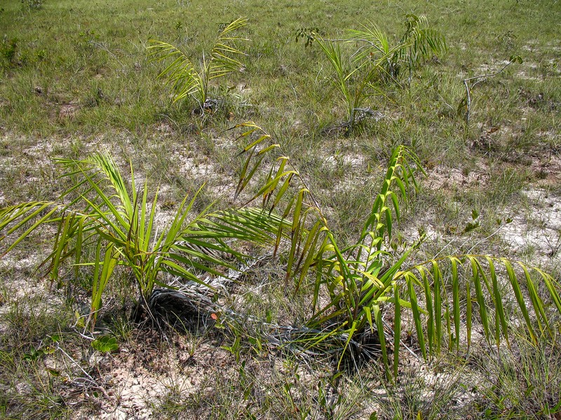 Barcella odora photo 5