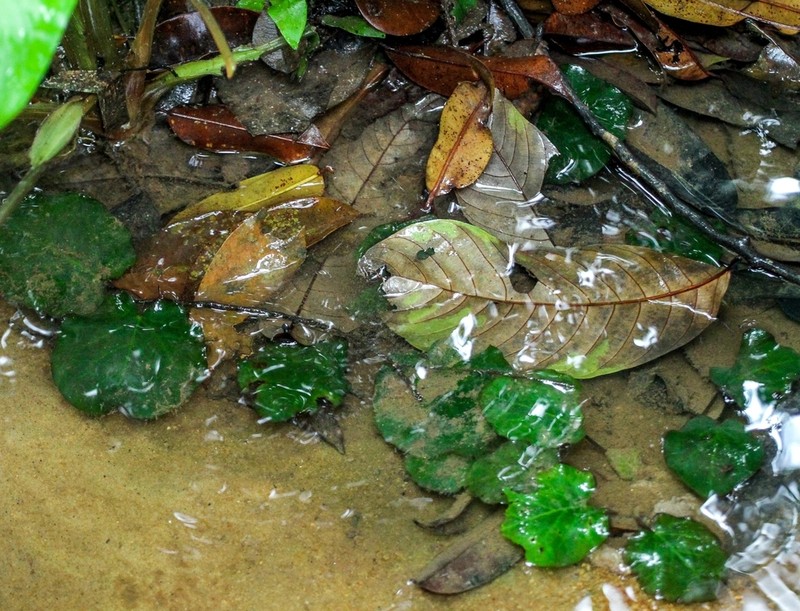 Barclaya panchorensis