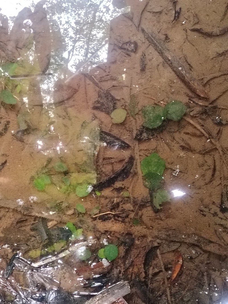 Barclaya panchorensis photo 2