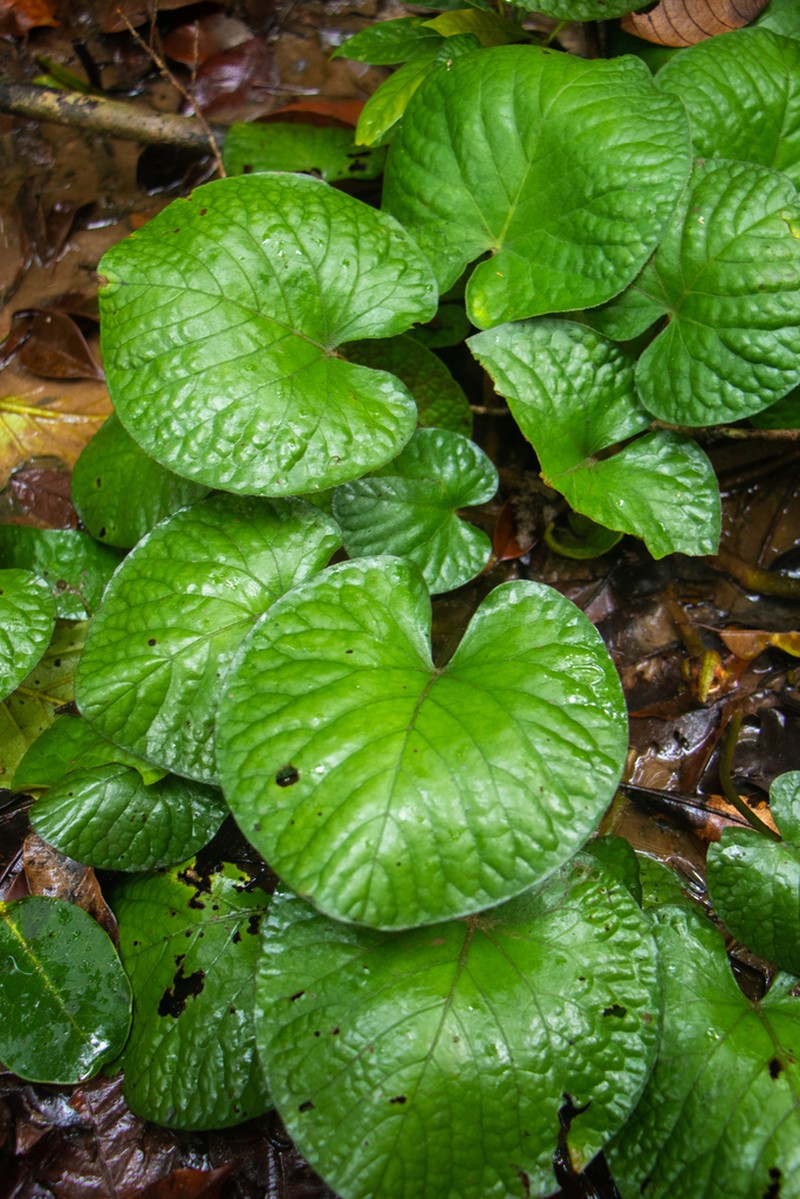 Barclaya rugosa