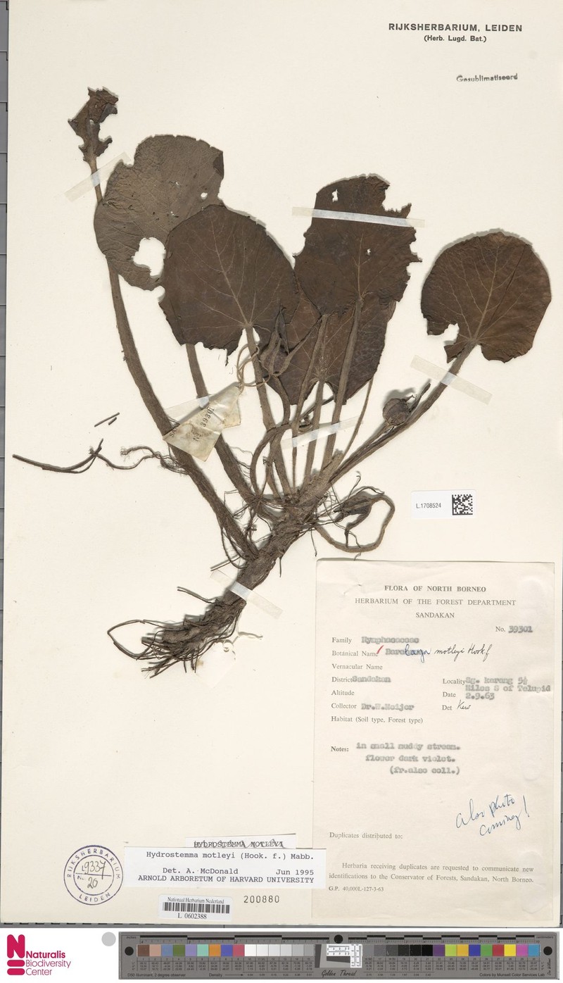 Barclaya rugosa photo 3