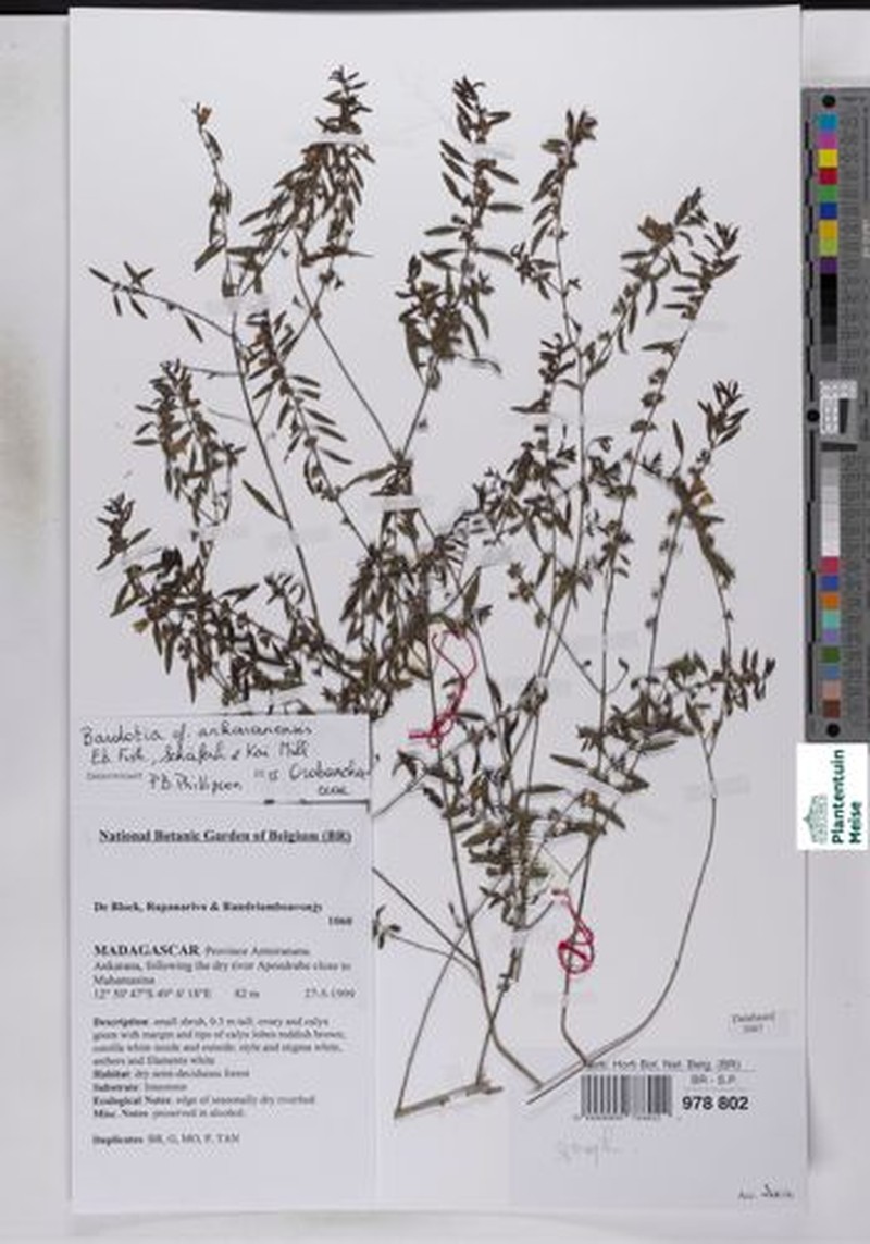 Bardotia ankaranensis