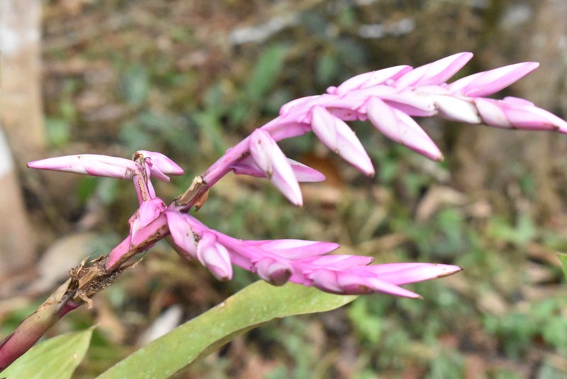 Barfussia laxissima