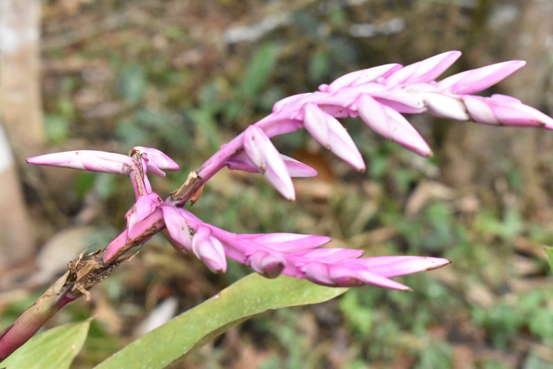 Barfussia laxissima photo 2