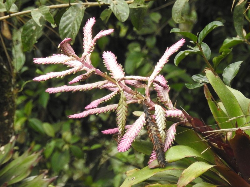 Barfussia platyrhachis