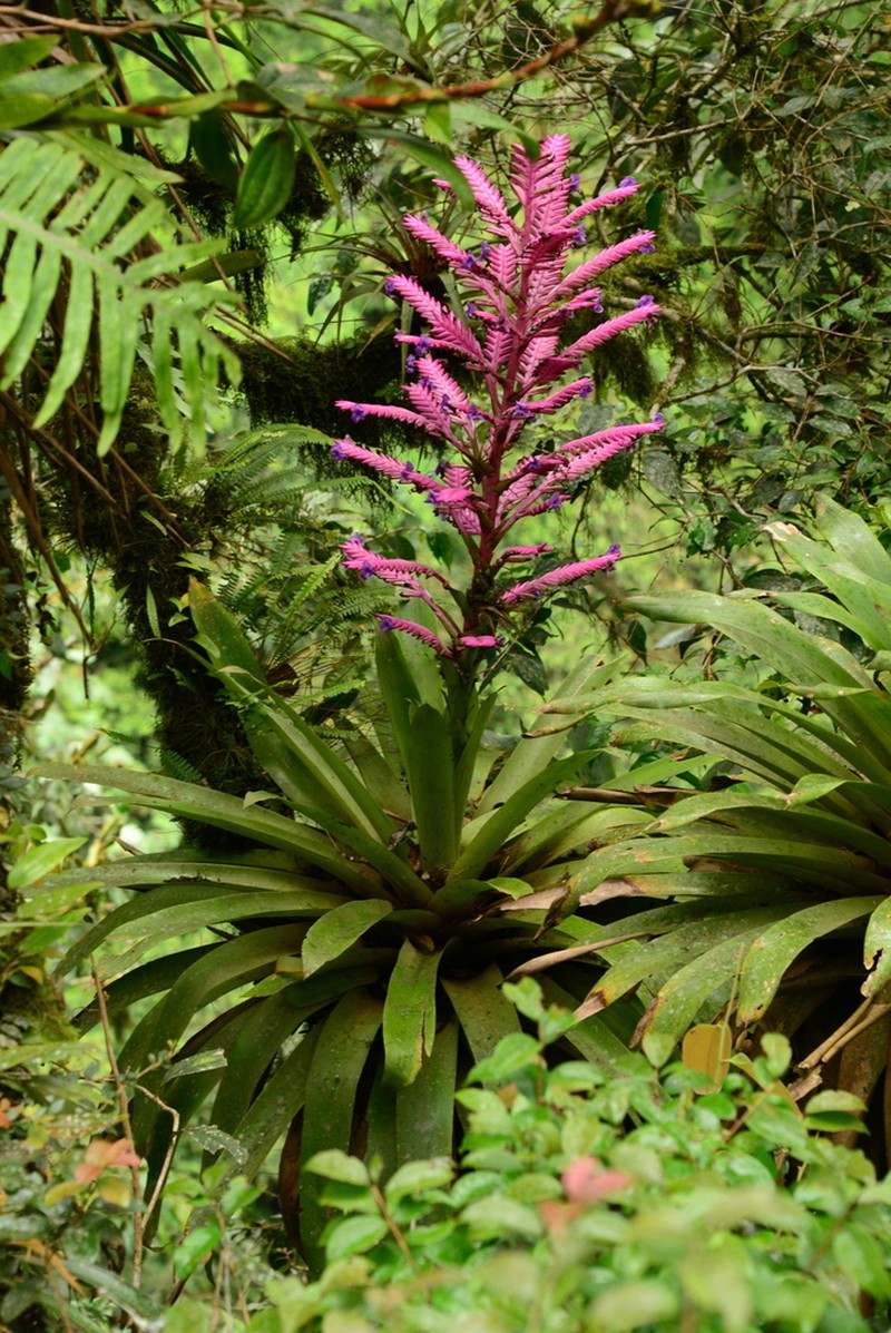 Barfussia platyrhachis photo 2